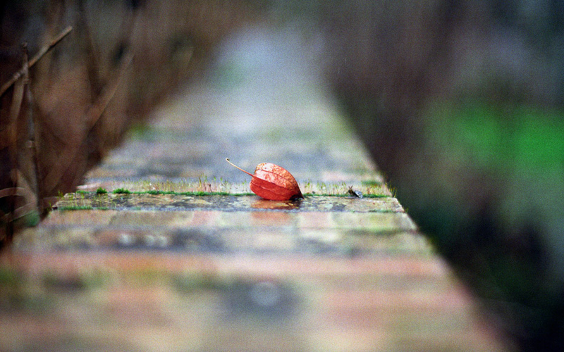 Illustration for article titled Shooting Challenge: Bokeh, Gallery 2